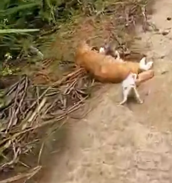 T1812040 kitten called out to passersby to help its mother #rescue #animal