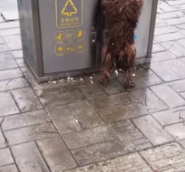 T0312004 #fyp #helpanimals (1)