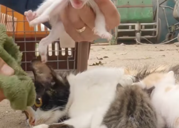 T2012002 Rescue family cats on road #rescue #animals ##animalsoftiktok