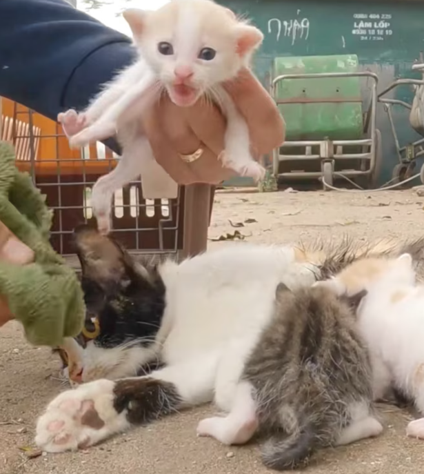 T2012002 Rescue family cats on road #rescue #animals ##animalsoftiktok