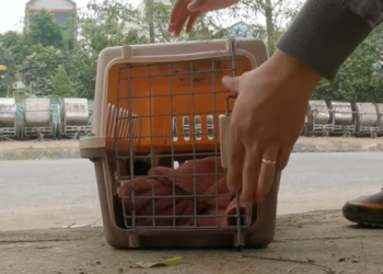 T2012003 Rescuing baby cat thrown away at landfill #cat #catsoftiktok