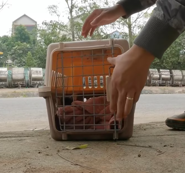 T2012003 Rescuing baby cat thrown away at landfill #cat #catsoftiktok