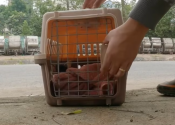 T2012004 Rescuing baby cat thrown away at landfill #cat #catsoftiktok