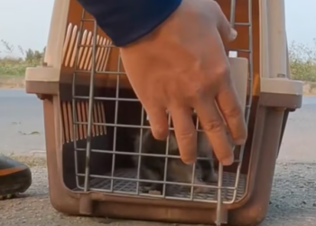 T2012005 Rescuing kitten chained to deserted places #rescue #cat #animals