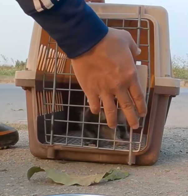 T2012005 Rescuing kitten chained to deserted places #rescue #cat #animals