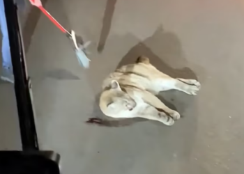 T2012006 Rescue lion mountain on road #rescue #animals #animalsoftiktok