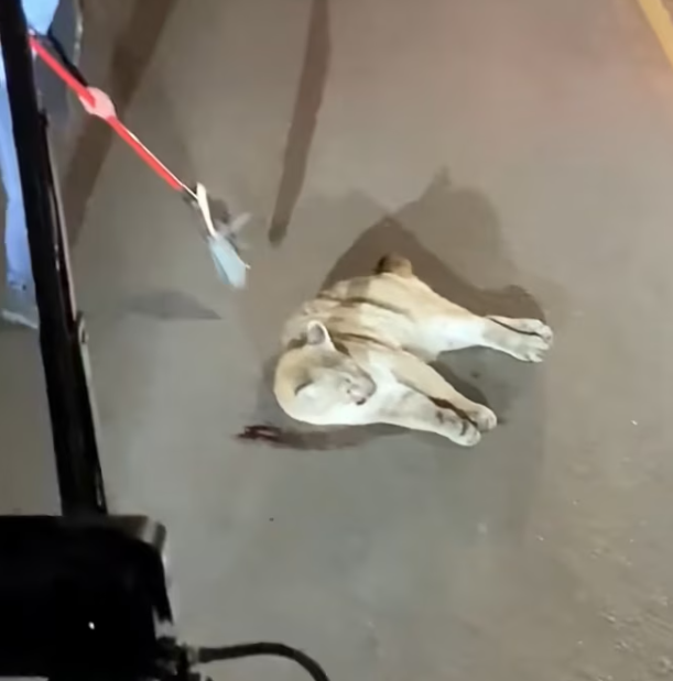 T2012006 Rescue lion mountain on road #rescue #animals #animalsoftiktok