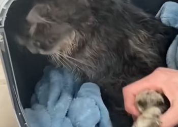 T2012007 Resue cat on road #rescue #animals #fyp #animalsoftiktok #rescue