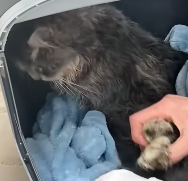 T2012007 Resue cat on road #rescue #animals #fyp #animalsoftiktok #rescue