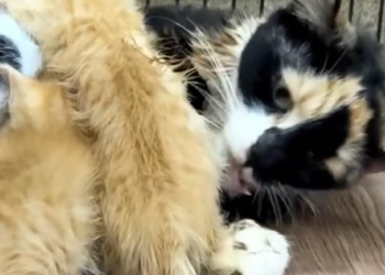 T2012008 Rescue poor family cat #cat #rescue #animals #fyp #animalsoftiktok