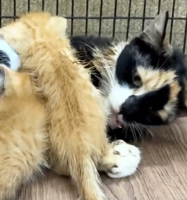 T2012008 Rescue poor family cat #cat #rescue #animals #fyp #animalsoftiktok