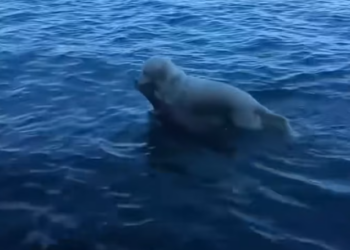 T2012009 Brave white dog saves baby deer becomes its friend #rescue