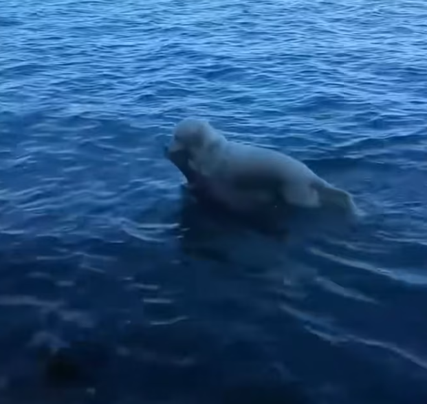 T2012009 Brave white dog saves baby deer becomes its friend #rescue