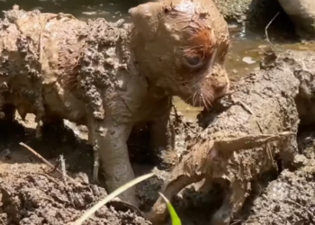 T2012010 Rescue dogs abandoned by owner #rescue #animals #animalsoftiktok