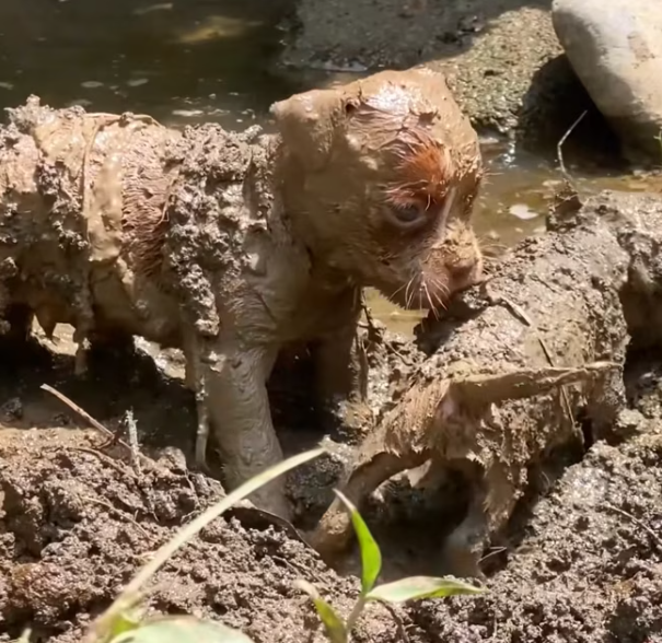 T2012010 Rescue dogs abandoned by owner #rescue #animals #animalsoftiktok