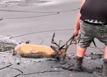 T2012011 man accidentally saw deer stuck in mud rescued it #rescue