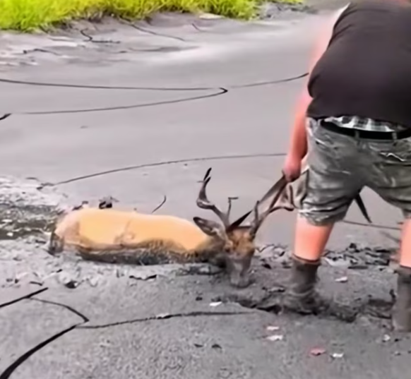 T2012011 man accidentally saw deer stuck in mud rescued it #rescue