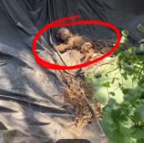 T0312005 #fyp #helpanimals