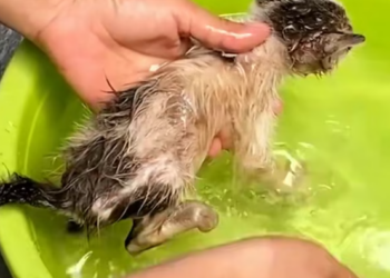 T2012012 Rescue kitten #animals #rescueanimals #rescue ##animalsoftiktok #ki…