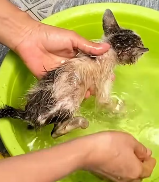 T2012012 Rescue kitten #animals #rescueanimals #rescue ##animalsoftiktok #ki…