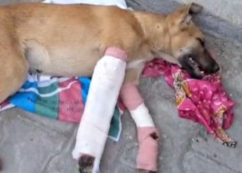 T2012014 Rescue dog #rescue #animals #animalsoftiktok #dog #dogsoftiktok #fyp