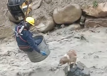 T2012015 Thank you silent heroes #animals #animalsoftiktok #rescueanimals