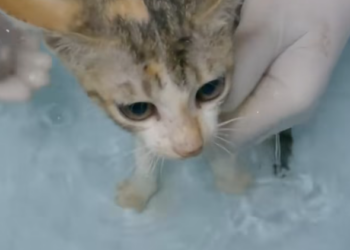 T2012016 Rescue baby cat #rescue #animals #animalsoftiktok #cat #catsoftiktok