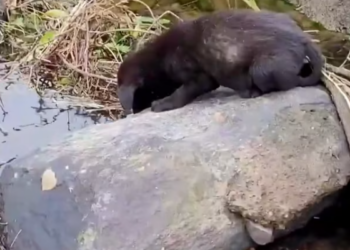 T2012017 Rescue baby dog #fyp #rescue #rescuanimals #dogsoftiktok #dog