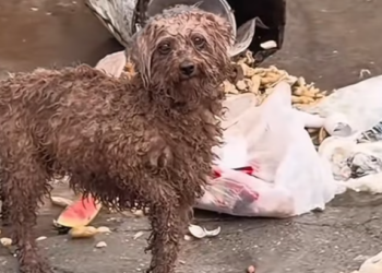 T2012018 recently saw stray dog wandering around. tried to get to know