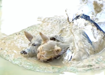 T2012019 Rescue dog cat so poor #fyp #rescue #rescuanimals #cat #dogsoftik…