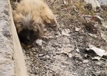 T2012020 dog was scared when she came to give him food.#dogvideos #doglove…