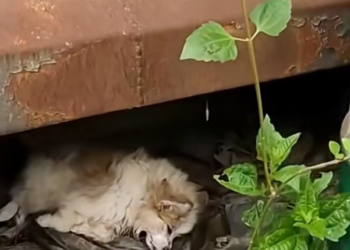 T2012022 Rescue sick dog lying on roadside #rescue #rescueanimals #animals…