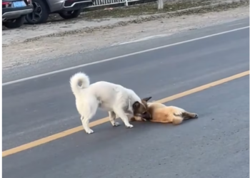 T2012024 dog stood beside his unfortunate friend did not leave.