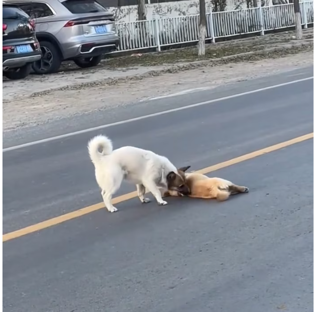 T2012024 dog stood beside his unfortunate friend did not leave.