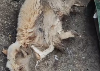 T2012025 puppy was lying by roadside. took it home looked after