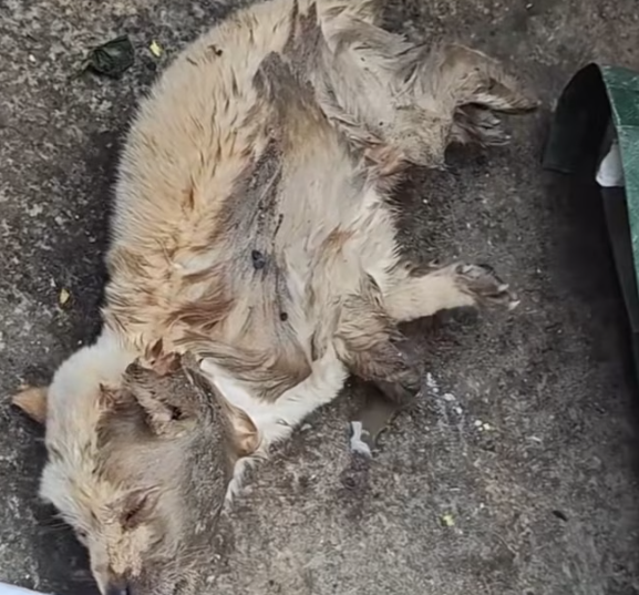 T2012025 puppy was lying by roadside. took it home looked after