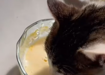 T2012026 #cat #catvideo #catsoftiktok