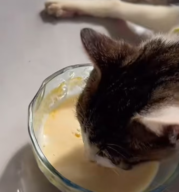 T2012026 #cat #catvideo #catsoftiktok