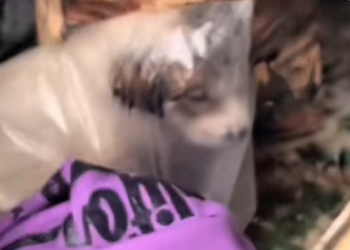 T2012027 #dog #doglover #dogvideos