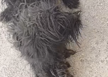 T2012028 dog was exhausted hunger cold. couldn take it home