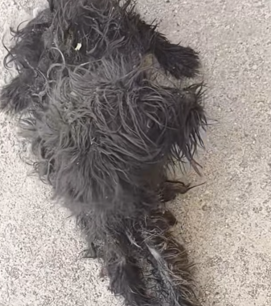 T2012028 dog was exhausted hunger cold. couldn take it home