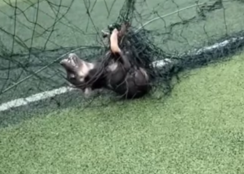 T2012029 #dog #doglover #dogvideos