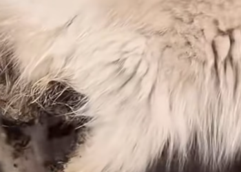 T2012030 blind cat#cat #catvideo #catsoftiktok