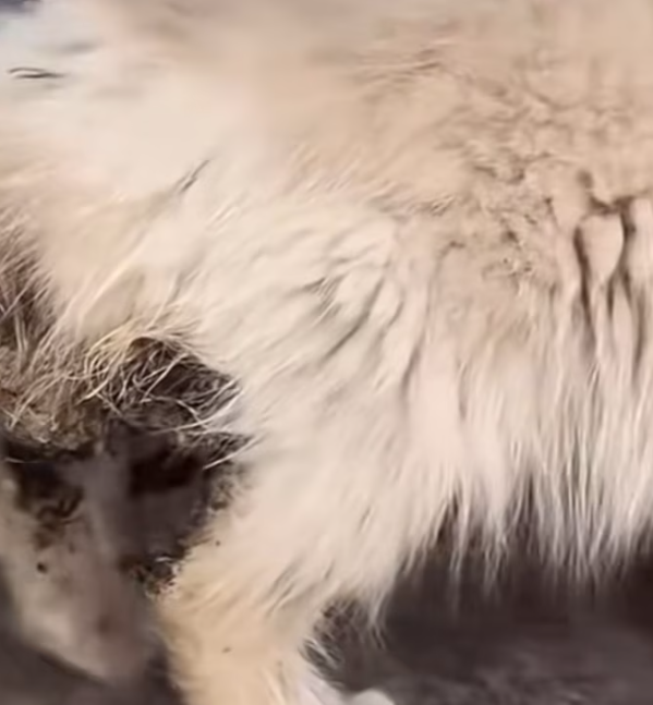 T2012030 blind cat#cat #catvideo #catsoftiktok