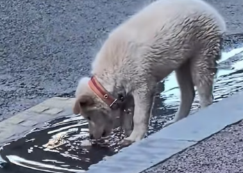 T2012031 morning found stray dog sore leg sad face.