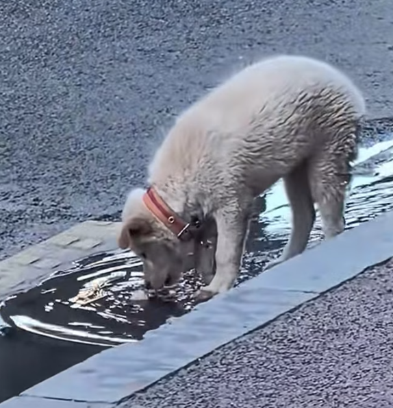 T2012031 morning found stray dog sore leg sad face.