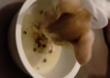 T2012032 #cat #catsoftiktok #catvideo