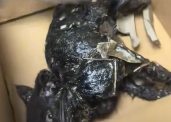 T2012033 #cat #catsoftiktok #catvideo