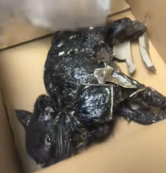 T2012033 #cat #catsoftiktok #catvideo