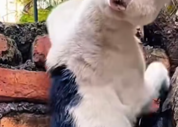 T2012035 cat was caught in trap. We helped it out very quickly